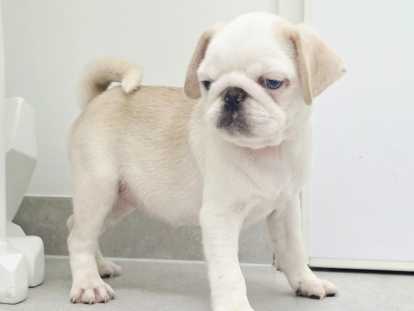 Superbe carlin exotique parents testé