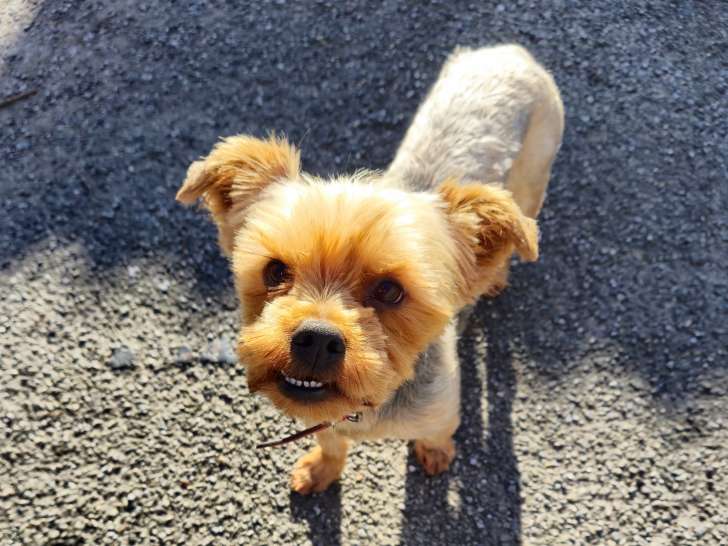 Mâle Yorkshire disponible pour saillie