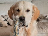 Superbe mâle Golden retriever disponible pour saillie