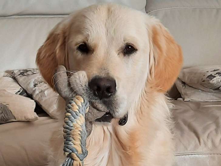 Superbe mâle Golden retriever disponible pour saillie