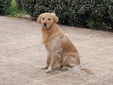 Superbe mâle Golden retriever disponible pour saillie