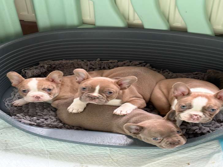 Chiots de race Bouledogue Français à vendre (1 femelle & 3 mâles)