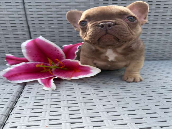 Chiots de race Bouledogue Français Fluffy à vendre (1 femelle & 3 mâles)