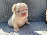Chiots de race Bouledogue Français Fluffy à vendre (1 femelle & 3 mâles)
