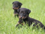 À réserver 7 chiots Beaucerons LOF