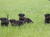 À réserver 7 chiots Beaucerons LOF