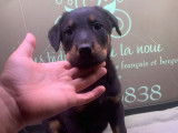 Un chiot Beauceron mâle noir et feu LOF à vendre