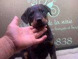 Un chiot Beauceron mâle noir et feu LOF à vendre