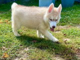 7 chiots Huskys Sibériens LOF à acheter