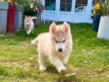 7 chiots Huskys Sibériens LOF à acheter