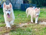 7 chiots Huskys Sibériens LOF à acheter