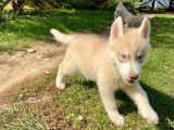 7 chiots Huskys Sibériens LOF à acheter