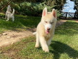 7 chiots Huskys Sibériens LOF à acheter