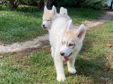 7 chiots Huskys Sibériens LOF à acheter