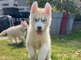 7 chiots Huskys Sibériens LOF à acheter
