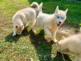 7 chiots Huskys Sibériens LOF à acheter