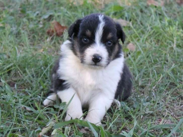 6 chiots Bergers Australiens LOF disponibles à la vente