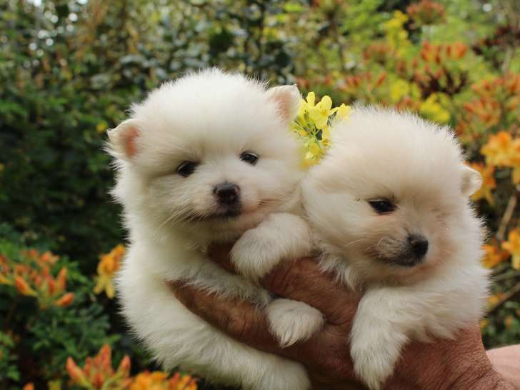 Magnifiques  chiots loulous de Poméranie ou Spitz nains