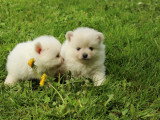 Magnifiques  chiots loulous de Poméranie ou Spitz nains