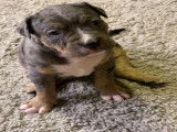 Chiot femelle American Bully XL XXL à vendre