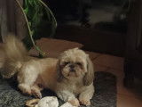 Saïto, mâle Shih Tzu LOF disponible pour saillie