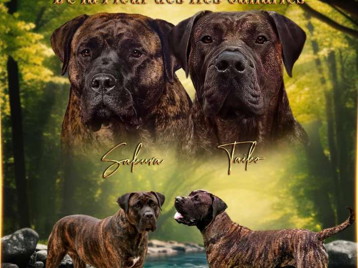 Chiots Presa Canario LOF