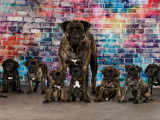 Chiots Presa Canario LOF