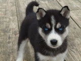 À réserver 2 chiots femelles Huskys de Sibérie bicolores LOF