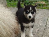 À réserver 2 chiots femelles Huskys de Sibérie bicolores LOF