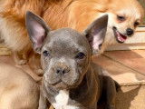 4 chiots d’apparence Bouledogues Français mâles disponibles à la vente (LOF)