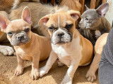 4 chiots d’apparence Bouledogues Français mâles disponibles à la vente (LOF)
