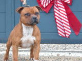 Chien Staffordshire Bull Terrier LOF fauve de 2 ans disponible pour une saillie