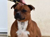 Chien Staffordshire Bull Terrier LOF fauve de 2 ans disponible pour une saillie