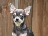 Chien Chihuahua d’un an LOF bleu et fauve à vendre