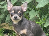 Chien Chihuahua d’un an LOF bleu et fauve à vendre