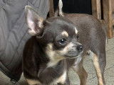 Chien Chihuahua d’un an LOF bleu et fauve à vendre