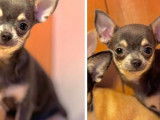 Chien Chihuahua d’un an LOF bleu et fauve à vendre