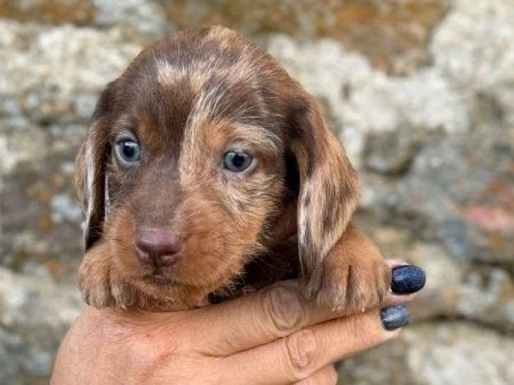 5 chiots Teckels Standards LOF à réserver