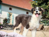 Disponibles à la vente, des chiots Bergers Australiens LOF