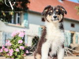 Disponibles à la vente, des chiots Bergers Australiens LOF