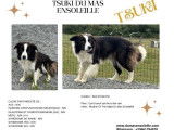 À vendre : 1 chienne Border Collie LOF