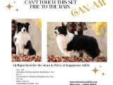 Un chien Border Collie mâle LOF disponible à la vente