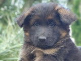 À vendre, 5 chiots Bergers Allemands LOF