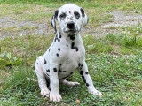 2 chiots Dalmatiens tachetés noir LOF à acheter