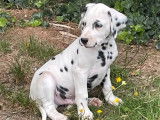 2 chiots Dalmatiens tachetés noir LOF à acheter