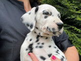 2 chiots Dalmatiens tachetés noir LOF à acheter