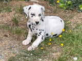 2 chiots Dalmatiens tachetés noir LOF à acheter