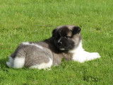 À réserver 8 chiots Akita Américains LOF bringés