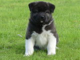 À réserver 8 chiots Akita Américains LOF bringés