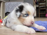 5 chiots Bergers Australiens LOF disponibles à la réservation